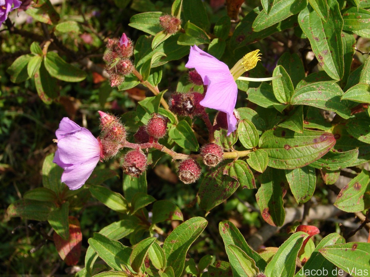 Osbeckia rubicunda Arn.